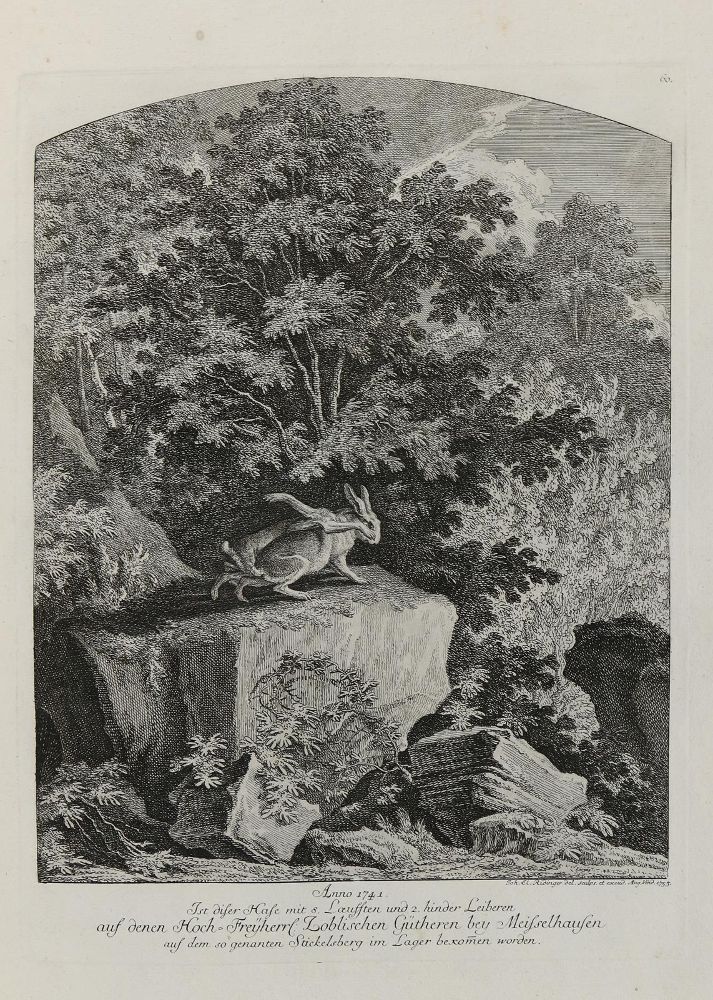 Große Abbildung Nr.1: 137-2665 Ridinger,E.J.: (Varia, Jagd, Hasen)