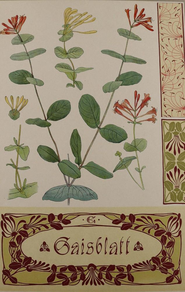 Große Abbildung Nr.1: 137-2670 Pflanzenornamente.: (Varia, Jugendstil)