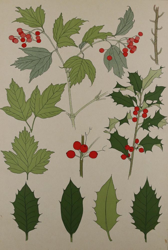 Große Abbildung Nr.10: 137-2670 Pflanzenornamente.: (Varia, Jugendstil)