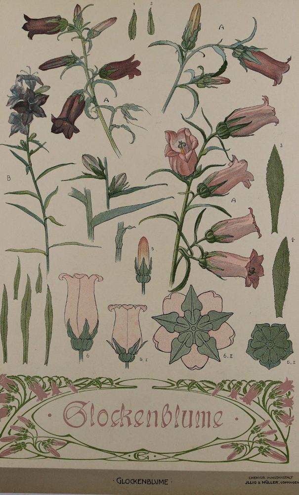 Große Abbildung Nr.3: 137-2670 Pflanzenornamente.: (Varia, Jugendstil)
