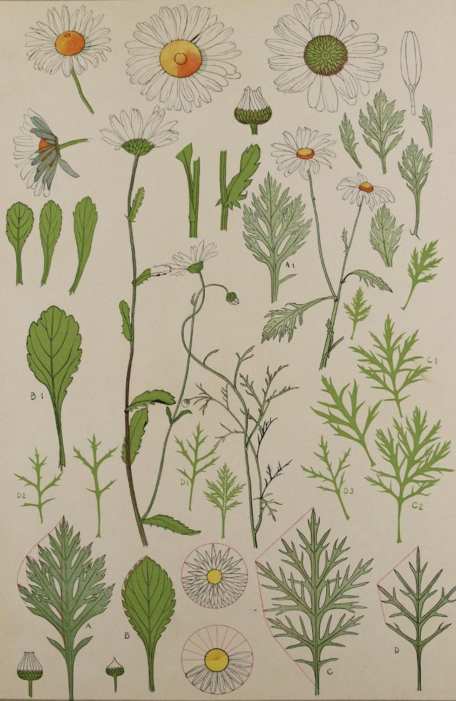 Große Abbildung Nr.4: 137-2670 Pflanzenornamente.: (Varia, Jugendstil)