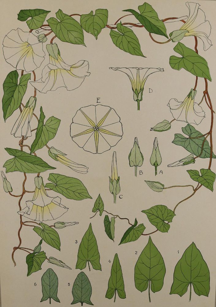 Große Abbildung Nr.5: 137-2670 Pflanzenornamente.: (Varia, Jugendstil)