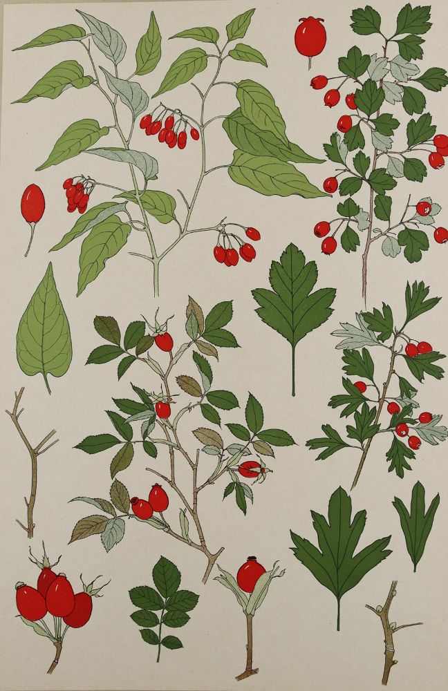 Große Abbildung Nr.6: 137-2670 Pflanzenornamente.: (Varia, Jugendstil)
