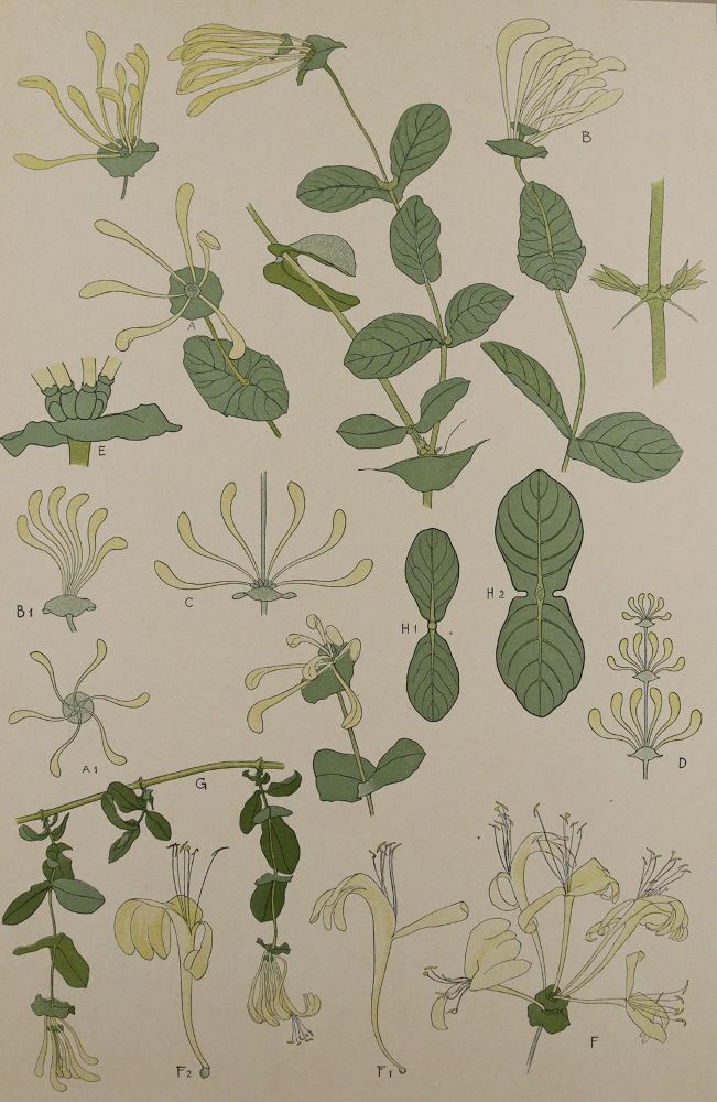 Große Abbildung Nr.7: 137-2670 Pflanzenornamente.: (Varia, Jugendstil)