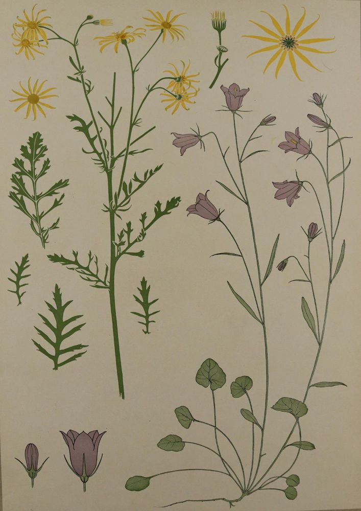 Große Abbildung Nr.9: 137-2670 Pflanzenornamente.: (Varia, Jugendstil)
