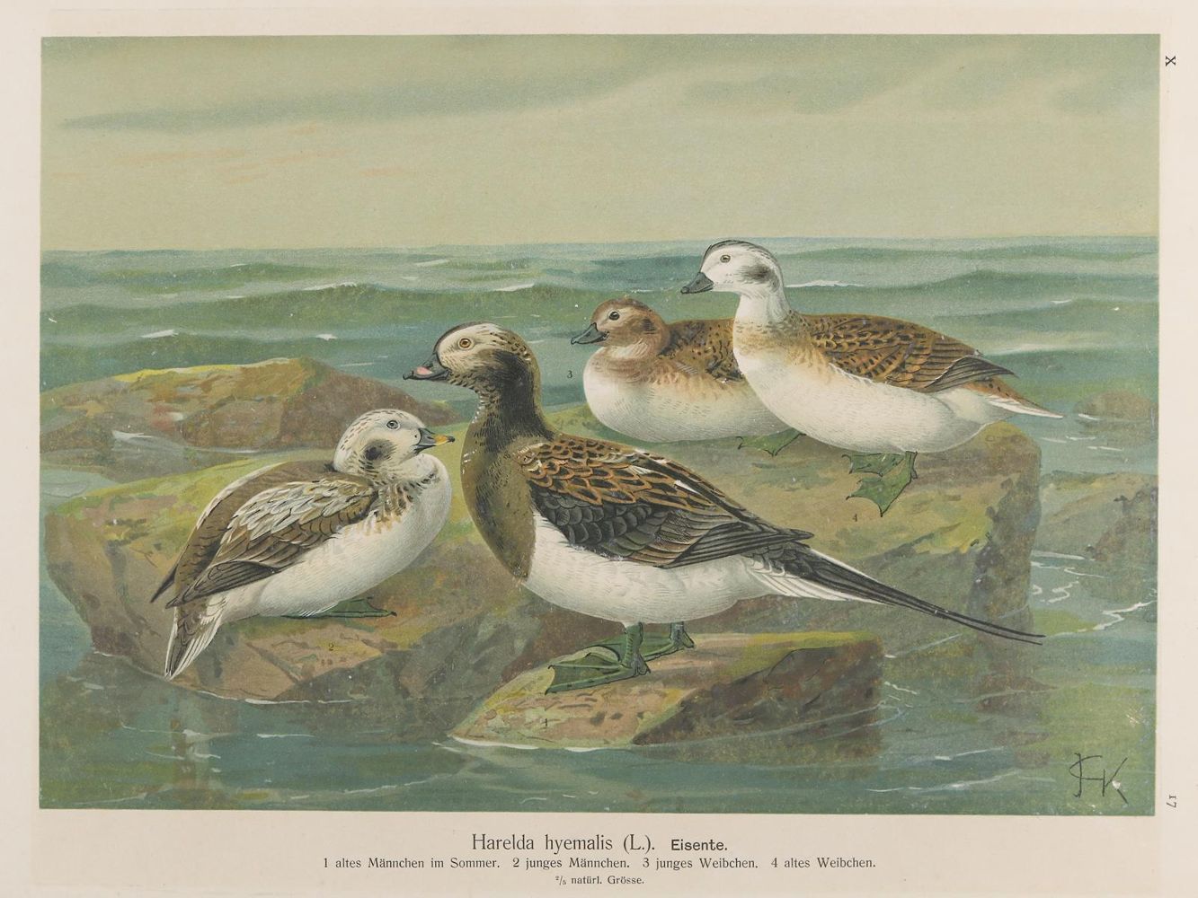 Große Abbildung Nr.1: 137-2735 Enten.: (Varia, Zoologie)