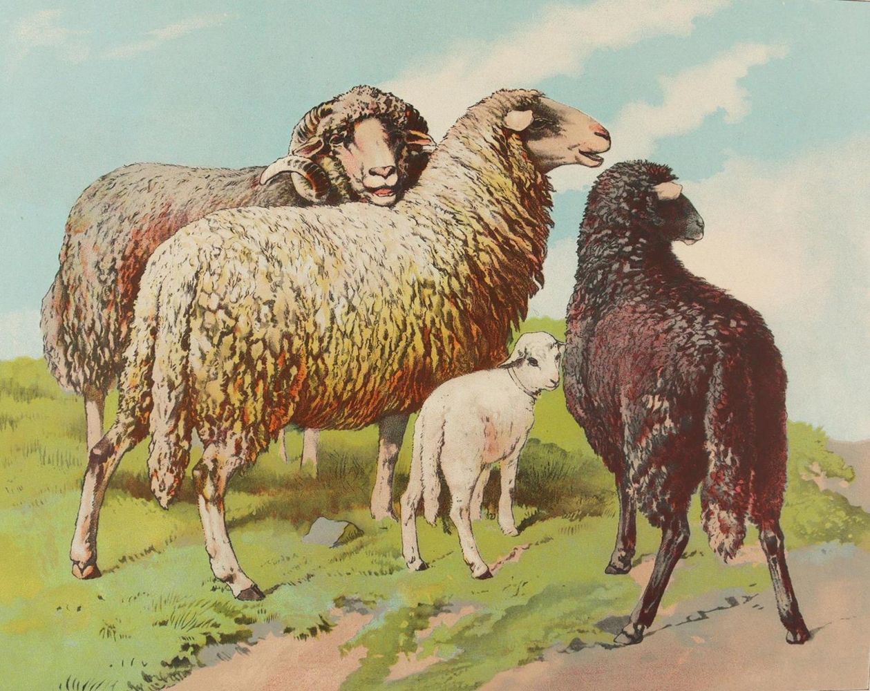 Große Abbildung Nr.3: 137-2744 Tiere.: (Varia, Zoologie)