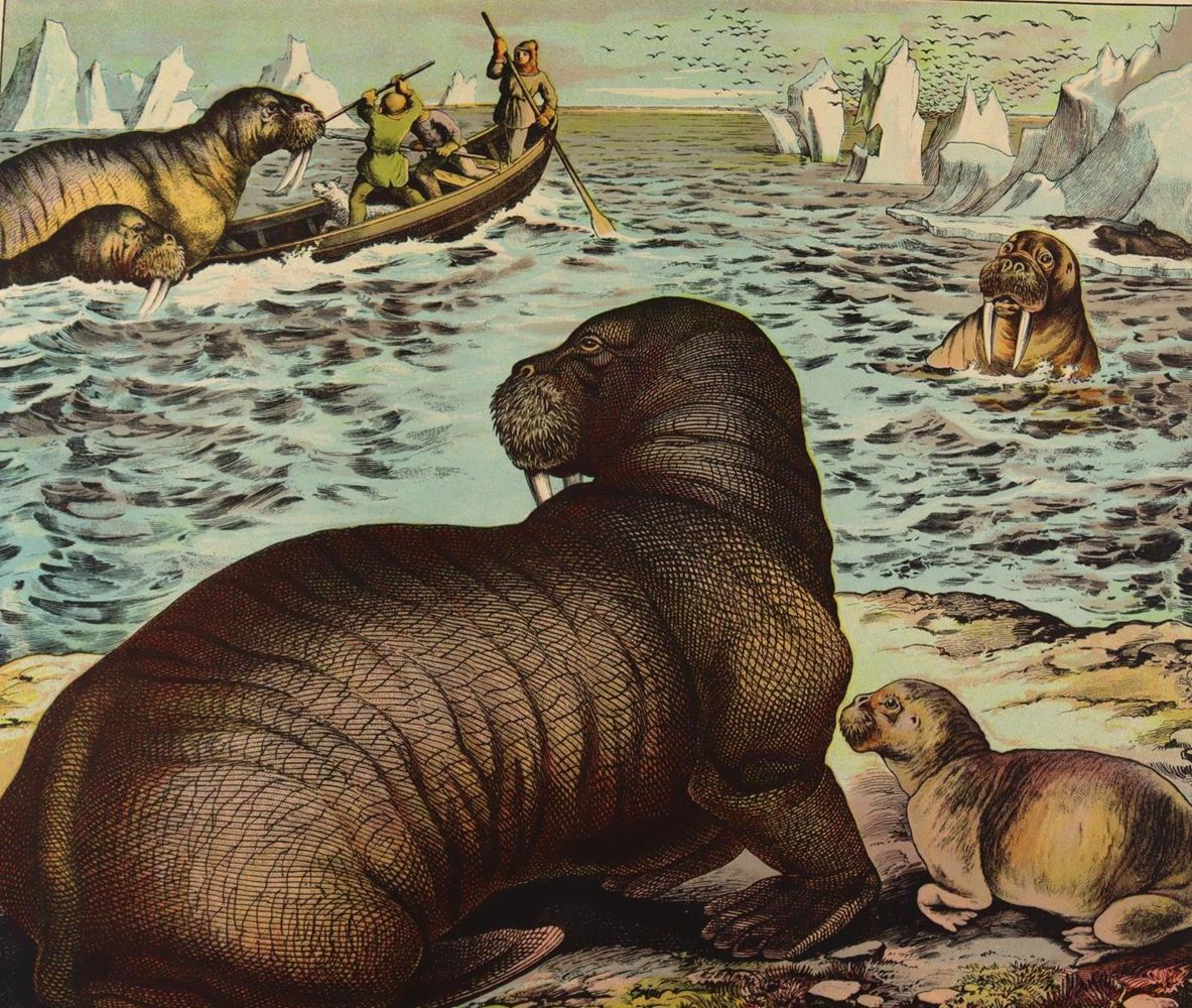 Große Abbildung Nr.1: 137-2745 Tiere.: (Varia, Zoologie)