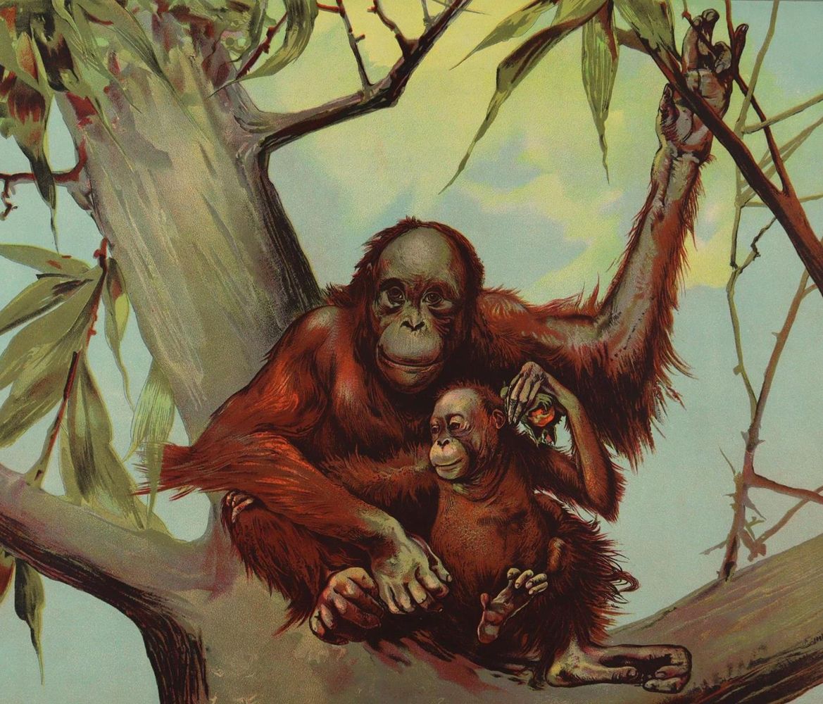 Große Abbildung Nr.2: 137-2745 Tiere.: (Varia, Zoologie)