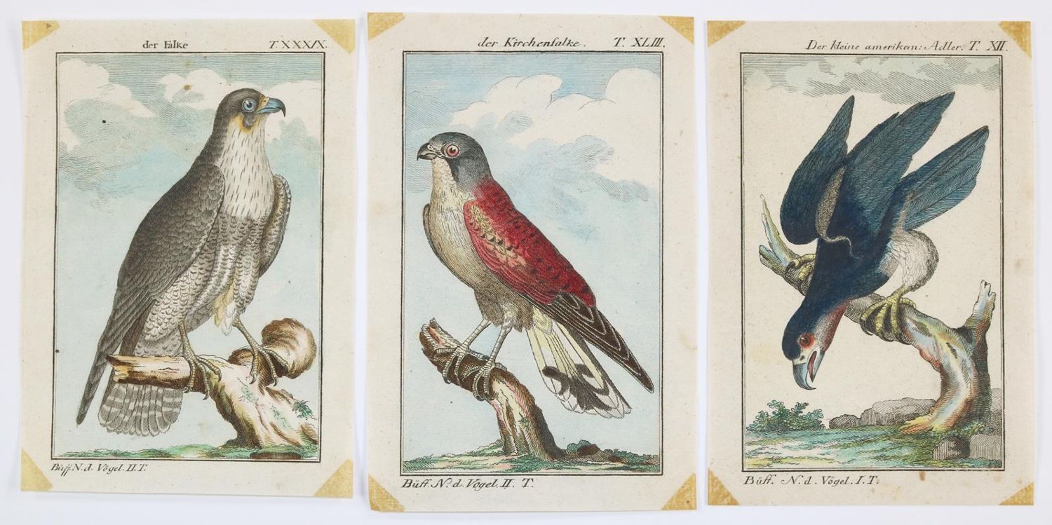 Große Abbildung Nr.1: 137-2746 Vögel.: (Varia, Zoologie)