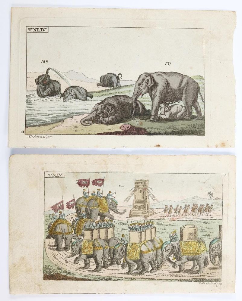 Große Abbildung Nr.2: 137-2746 Vögel.: (Varia, Zoologie)