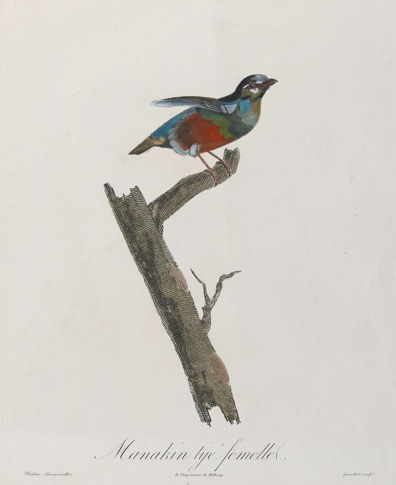 Große Abbildung Nr.11: 137-2747 Vögel.: (Varia, Zoologie)