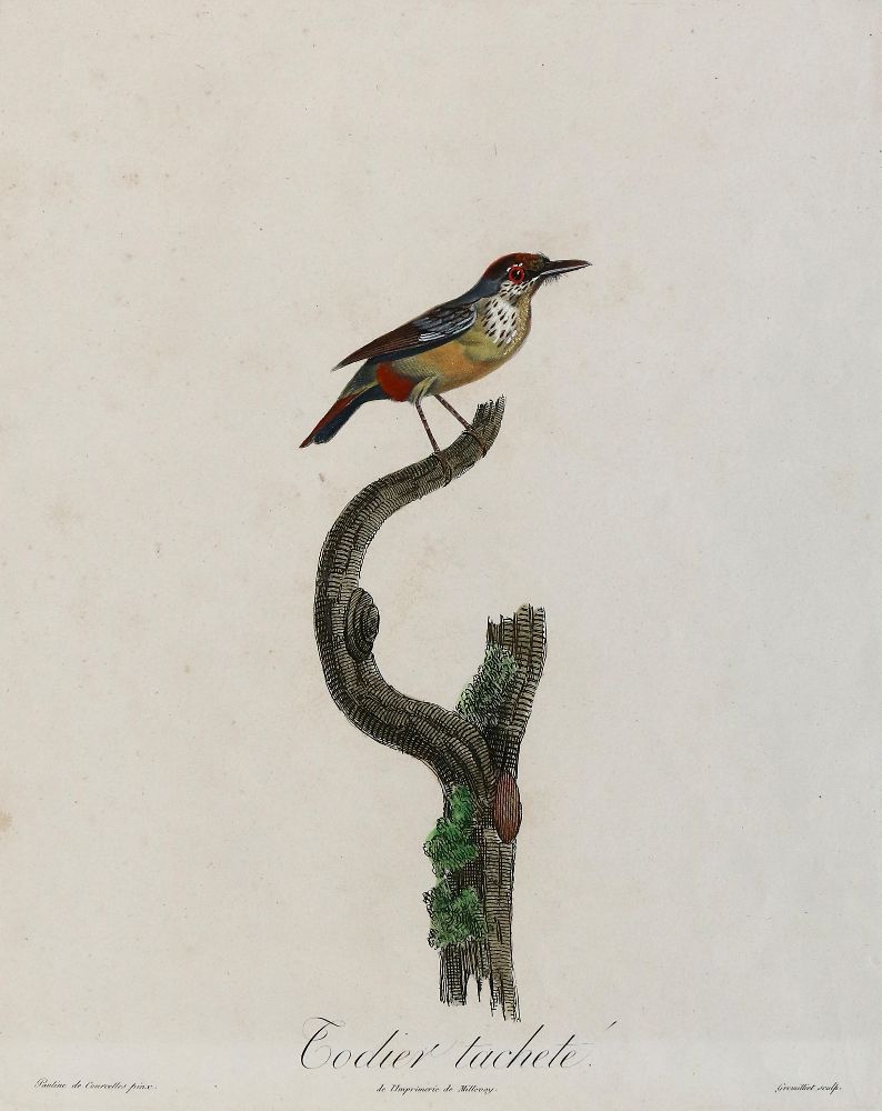 Große Abbildung Nr.12: 137-2747 Vögel.: (Varia, Zoologie)