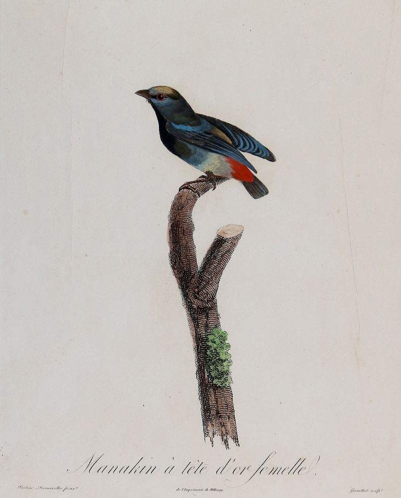 Große Abbildung Nr.13: 137-2747 Vögel.: (Varia, Zoologie)