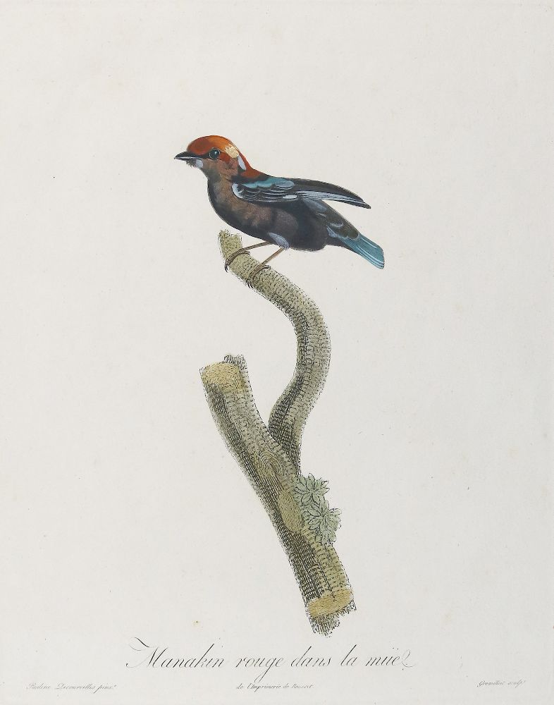 Große Abbildung Nr.14: 137-2747 Vögel.: (Varia, Zoologie)
