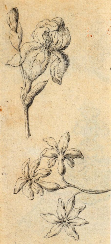 Große Abbildung Nr.2: 137-3834 Pflanzen und Tiere.: (Künstlergraphik)