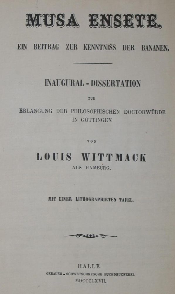 Große Abbildung Nr.1: 137-690 Wittmack,L.: (Land- und Forstwirtschaft, Obstbau, Bananen)