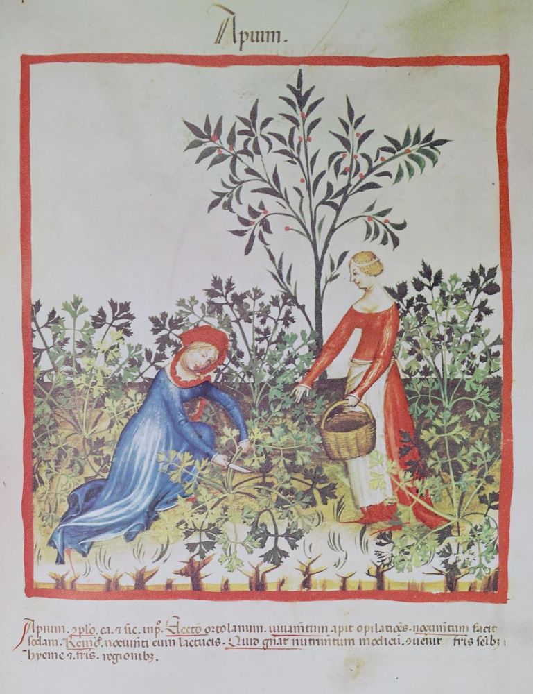 Große Abbildung Nr.1: 137-836 Tacuinum Sanitatis in Medicina.: (Faksimile)