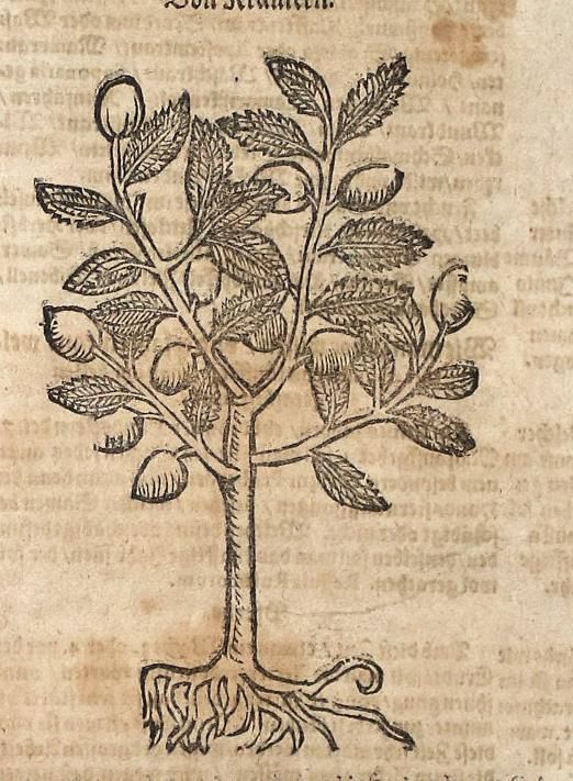 Große Abbildung Nr.1: 137-84 (Coler,J.).: (Alte Drucke, Handschriften und Theologie)