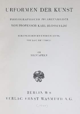 Bild Nr.2: 137-1316 Blossfeldt,K.: (Photographie)