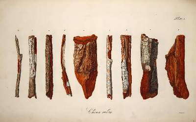 Bild Nr.2: 137-1412 (Bergen,H.v.: (Botanik, Chinarinde)