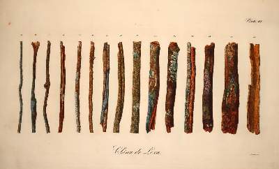 Bild Nr.3: 137-1412 (Bergen,H.v.: (Botanik, Chinarinde)