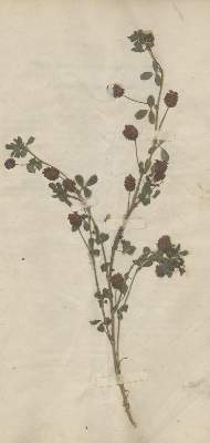 Bild Nr.1: 137-1414 Jeppe,C.F.W.: (Botanik, Herbarien)