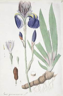 Bild Nr.1: 137-1424 Mann,J.G.: (Botanik)