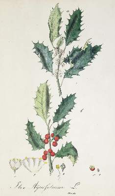 Bild Nr.2: 137-1424 Mann,J.G.: (Botanik)