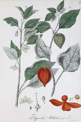 Bild Nr.3: 137-1424 Mann,J.G.: (Botanik)
