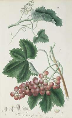 Bild Nr.4: 137-1424 Mann,J.G.: (Botanik)