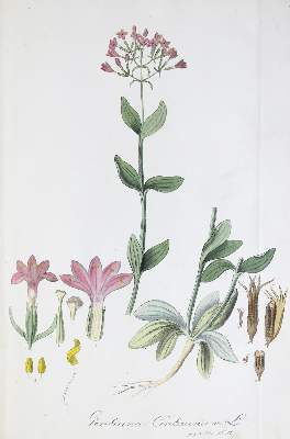 Bild Nr.6: 137-1424 Mann,J.G.: (Botanik)