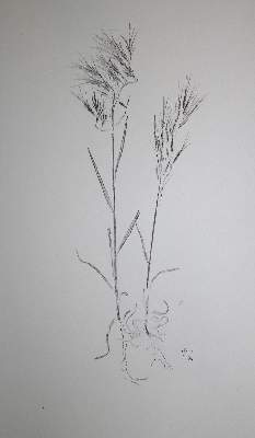 Bild Nr.1: 137-1425 Schmidt,H.: (Botanik, Naturselbstdruck)