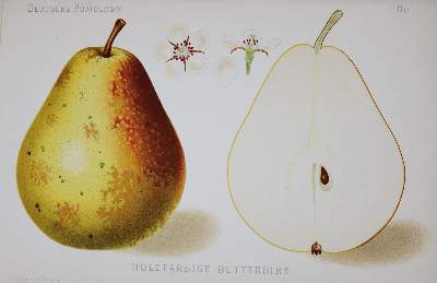 Bild Nr.2: 137-1426 Lauche,W.: (Botanik, Obstbau)