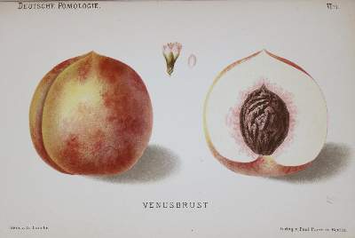 Bild Nr.4: 137-1426 Lauche,W.: (Botanik, Obstbau)