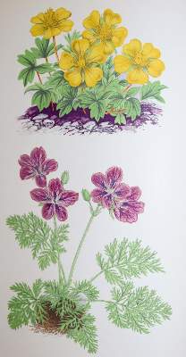 Bild Nr.1: 137-1432 Wooster,D.: (Botanik)