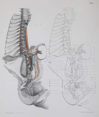 Bild Nr.1: 137-1451 Frankenhaeuser,F.: (Medizin, Gynäkologie)