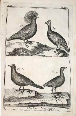 Bild Nr.1: 137-1493 Diderot,D. u. J.d'Alembert.: (Zoologie)