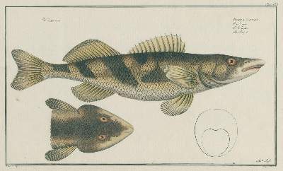 Bild Nr.1: 137-1494 Bloch,M:E.: (Zoologie, Fische)