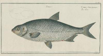 Bild Nr.2: 137-1494 Bloch,M:E.: (Zoologie, Fische)