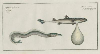 Bild Nr.3: 137-1494 Bloch,M:E.: (Zoologie, Fische)