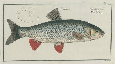 Bild Nr.5: 137-1494 Bloch,M:E.: (Zoologie, Fische)