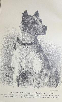 Bild Nr.1: 137-1498 Beckmann,L.: (Zoologie, Kynologie)