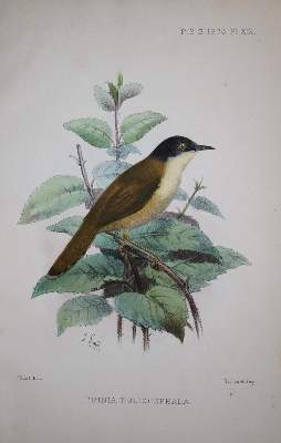 Bild Nr.3: 137-1501 Mathieu,A.: (Zoologie)