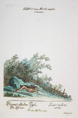 Bild Nr.1: 137-1506 Ridinger J.E.: (Zoologie)
