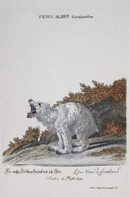 Bild Nr.2: 137-1506 Ridinger J.E.: (Zoologie)