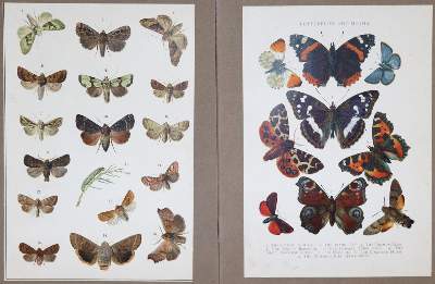 Bild Nr.1: 137-1507 Berge,F.: (Zoologie, Schmetterlinge)