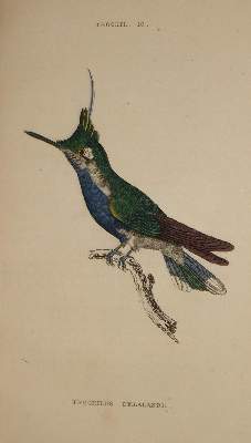 Bild Nr.1: 137-1512 (Jardine,W.).: (Zoologie, Vögel, Kolibris)