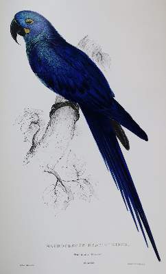 Bild Nr.1: 137-1513 Lear,E.: (Zoologie, Vögel)