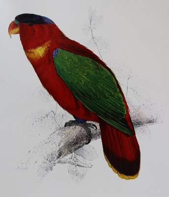 Bild Nr.4: 137-1513 Lear,E.: (Zoologie, Vögel)